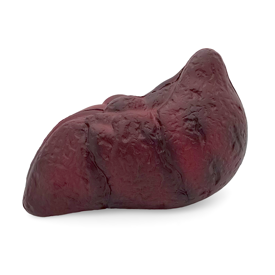 Stress Damaged Liver Front