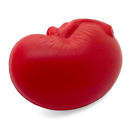 Kidney Stress Ball Rear View